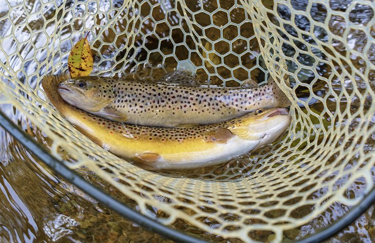 Los 10 ríos mejor calificados para la pesca de truchas en Carolina del Norte