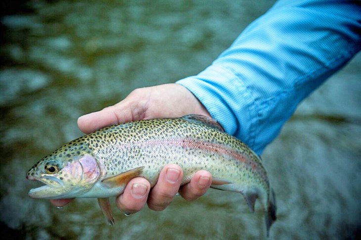 Los 10 ríos mejor calificados para la pesca de truchas en Carolina del Norte