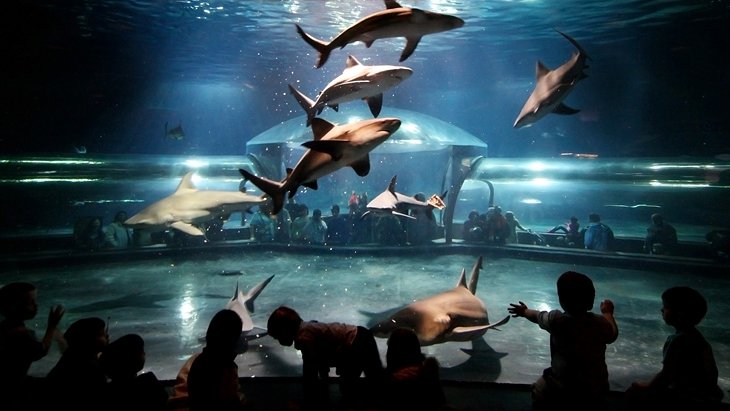 Bullhead sharks, Oklahoma Aquarium