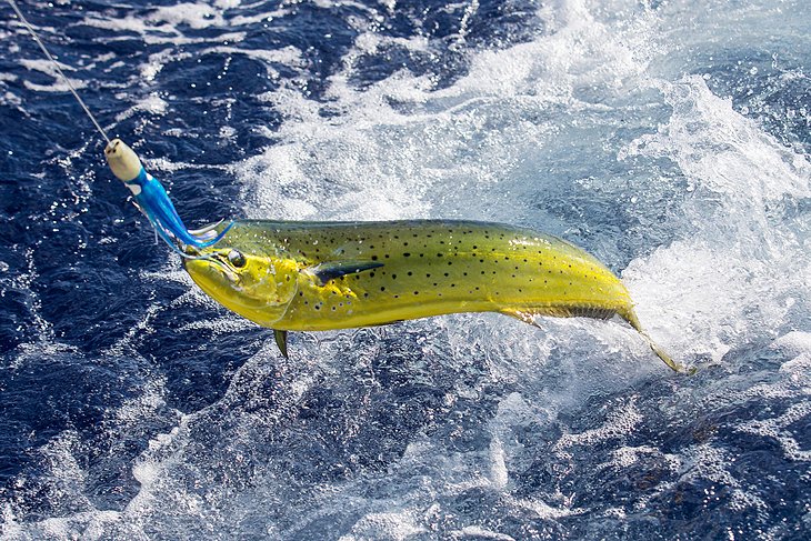 Mahi-mahi