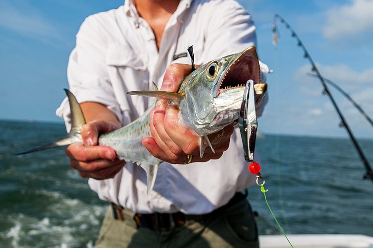 3 lugares mejor calificados para la pesca en alta mar en Carolina del Sur