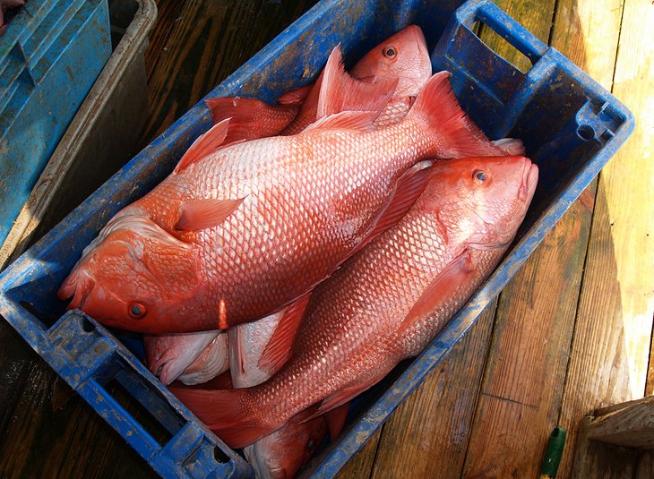 3 lugares mejor calificados para la pesca en alta mar en Carolina del Sur