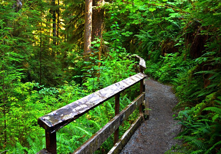 Quinault Rainforest Nature Trail