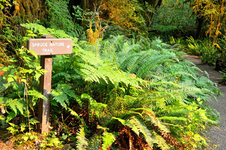 Spruce Nature Trail sign near Hoh Campground