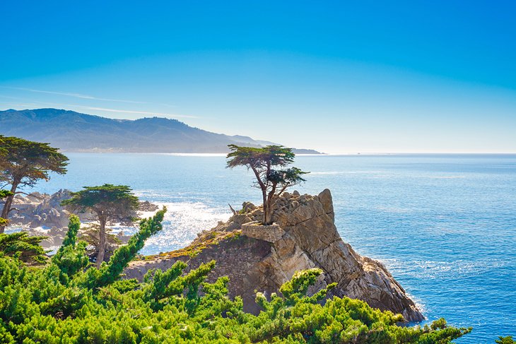 The Lone Cypress, 17 Mile Drive in Pebble Beach