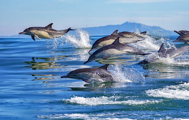 Dolphins in Monterey Bay