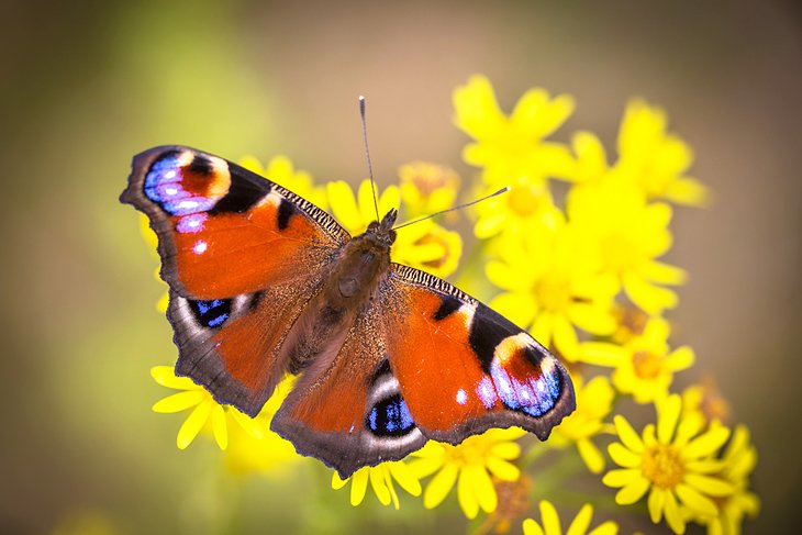 Alaris Butterfly Park