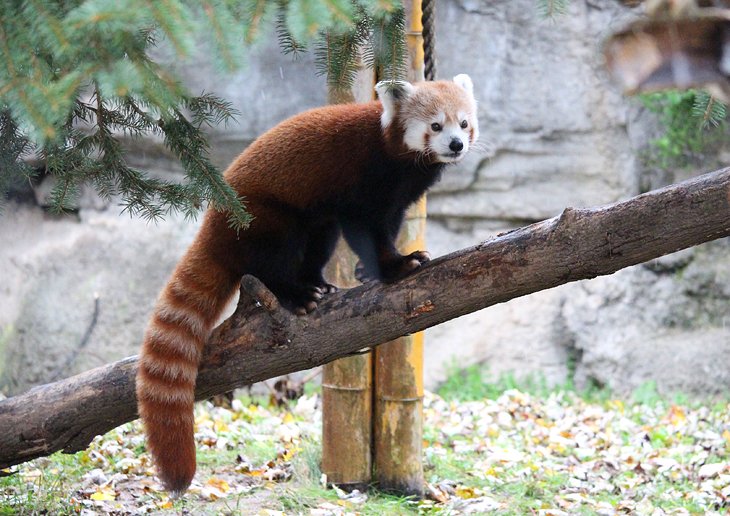 Panda roux au zoo de Rosamond Gifford
