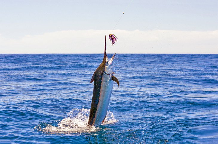 Charleston Mahi Mahi Fishing