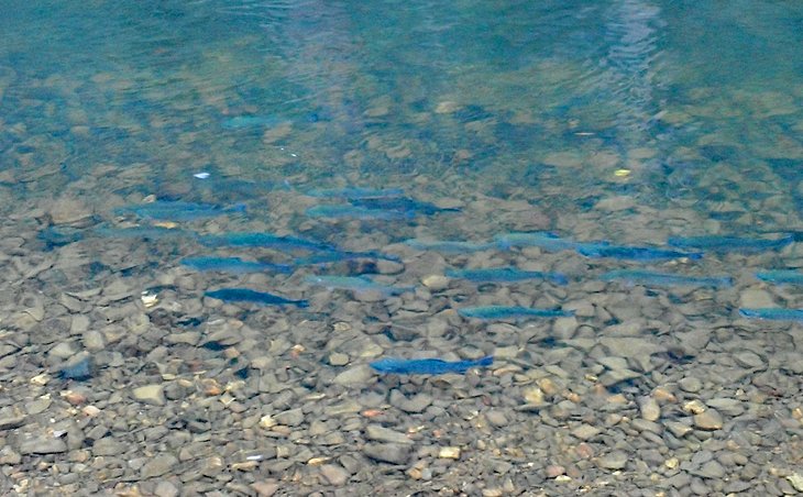 Stocked rainbow trout