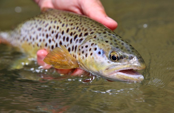 Blue River trout