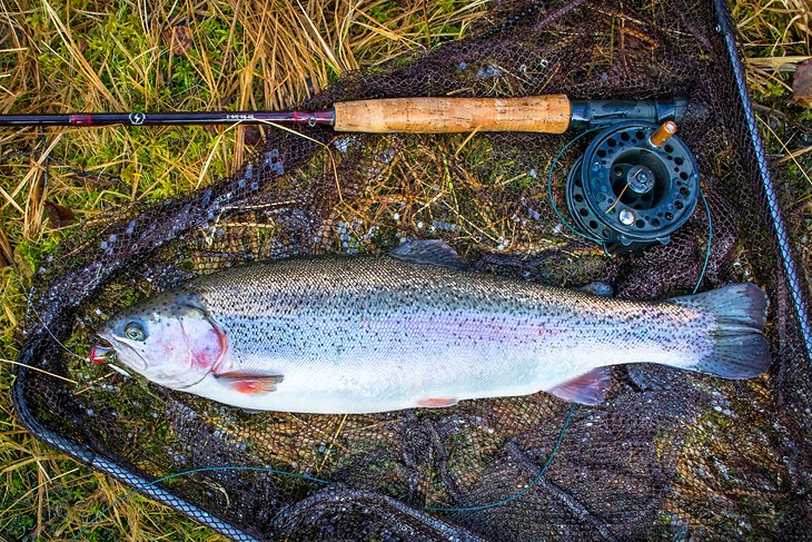 Rainbow trout