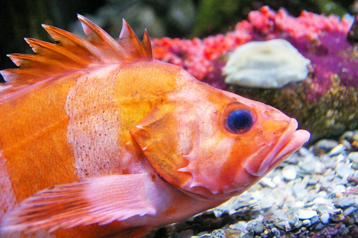 Aire de jeux pour enfants au Ripley's Aquarium
