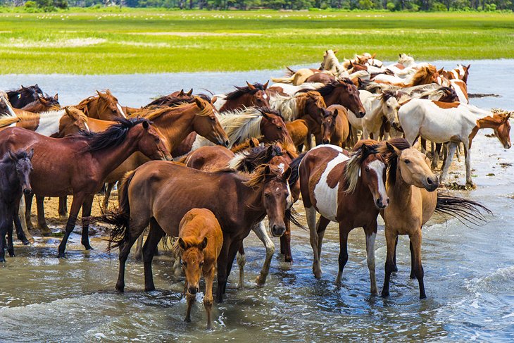 Wild ponies on Chincoteague Island