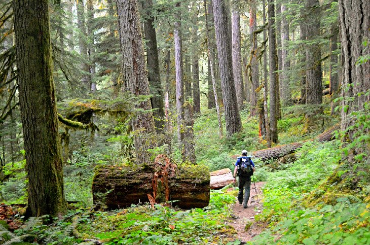 Hoh River Trail