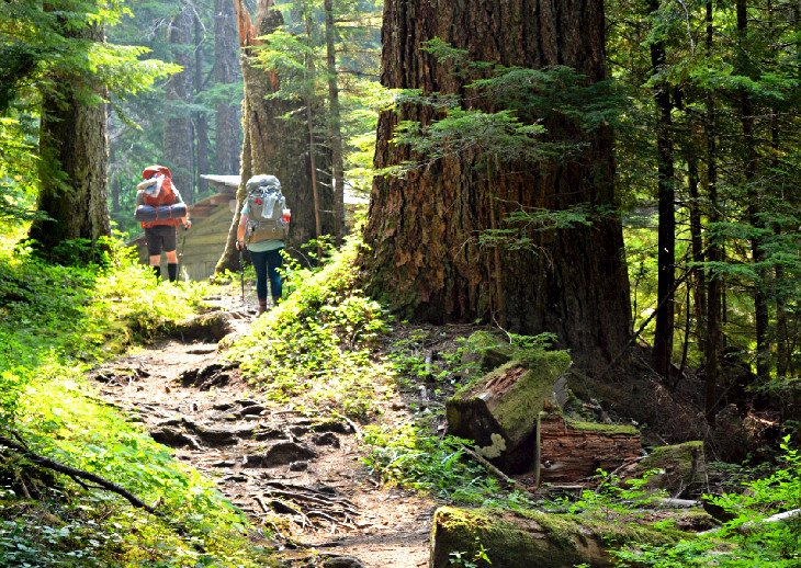 Temperate Rain Forests - Olympic National Park (U.S. National Park