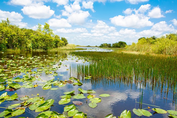 Florida Everglades