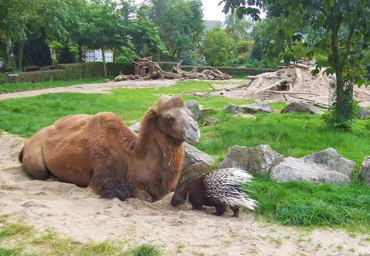 Camel and porcupine at the Zoo Braunschweig