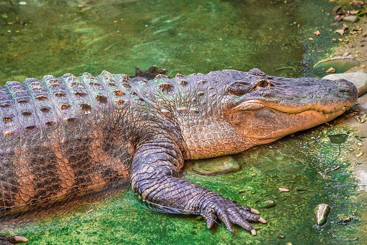 American alligator at the Tiergarten