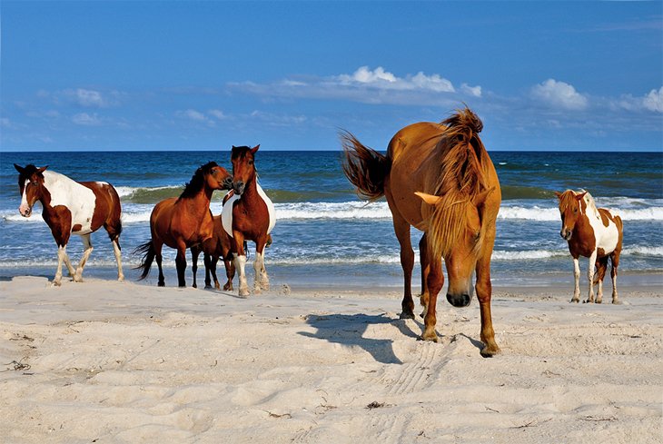 Wild horses on Assateague Island