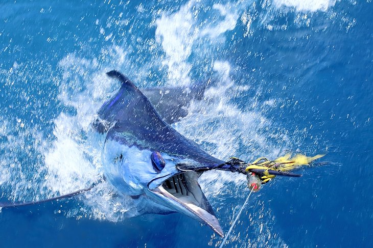 A marlin on the hook