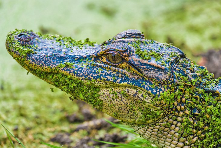 Alligator, réserve faunique nationale de l'île Pinckney