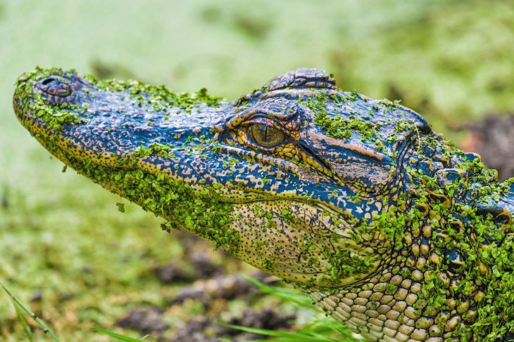 Alligator, Pinckney Island National Wildlife Refuge