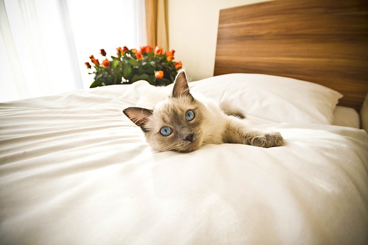 Cat enjoying a cozy hotel stay