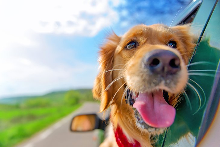 Un chien heureux lors d'un road trip.