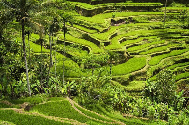 Rice terraces near Tegalalang village