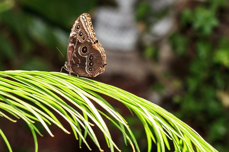 Dubai Butterfly Garden