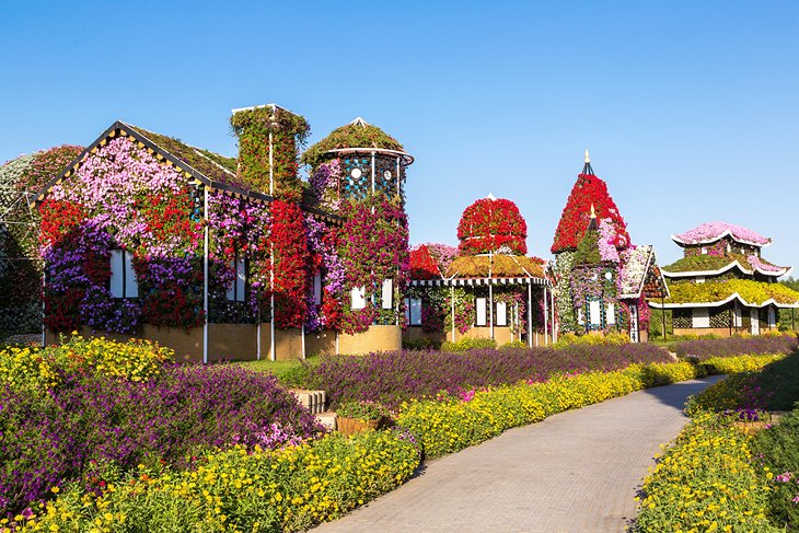 Beautiful flowers blooming at the Dubai Miracle Garden