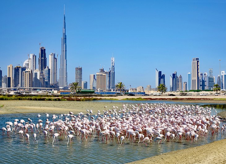 Flamingos at the Ras Al Khor Wildlife Sanctuary