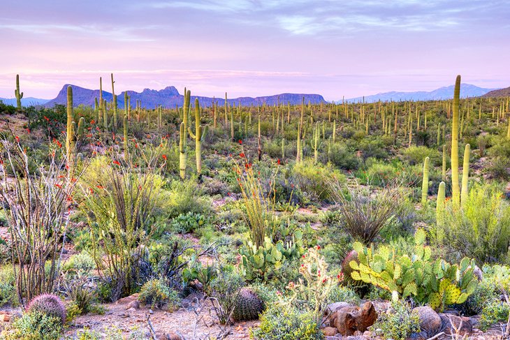 Saguaro National Park near Tanque Verde Ranch