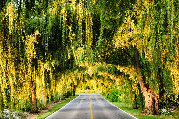 Canopy of trees over the road in Sandusky, Ohio