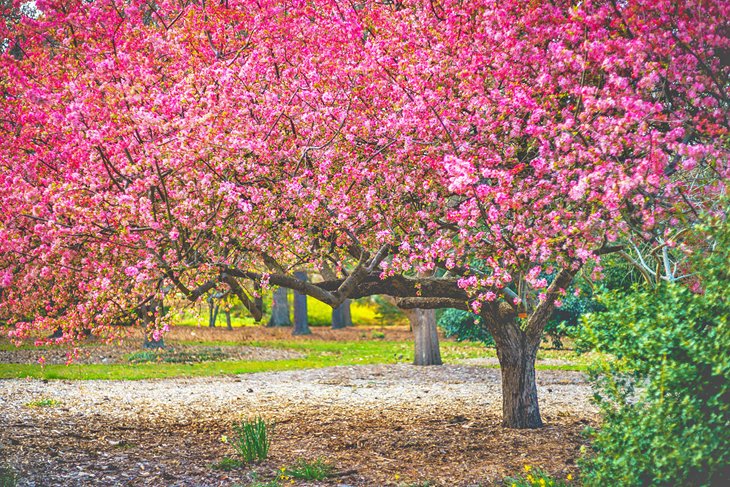 Fleurs de cerisier dans un jardin de Norfolk