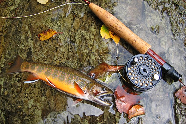 Brook trout