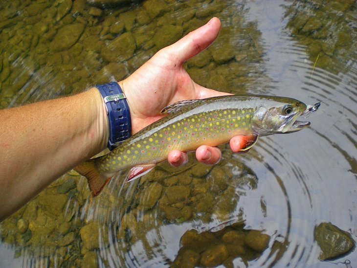 10 ríos y lagos mejor valorados para la pesca de truchas en Virginia Occidental