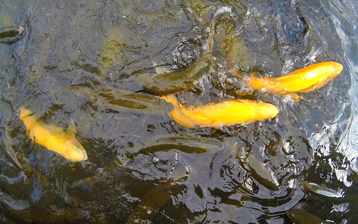 Rainbow and golden rainbow trout