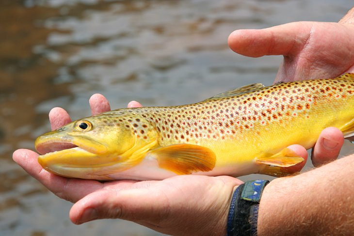 Brown trout