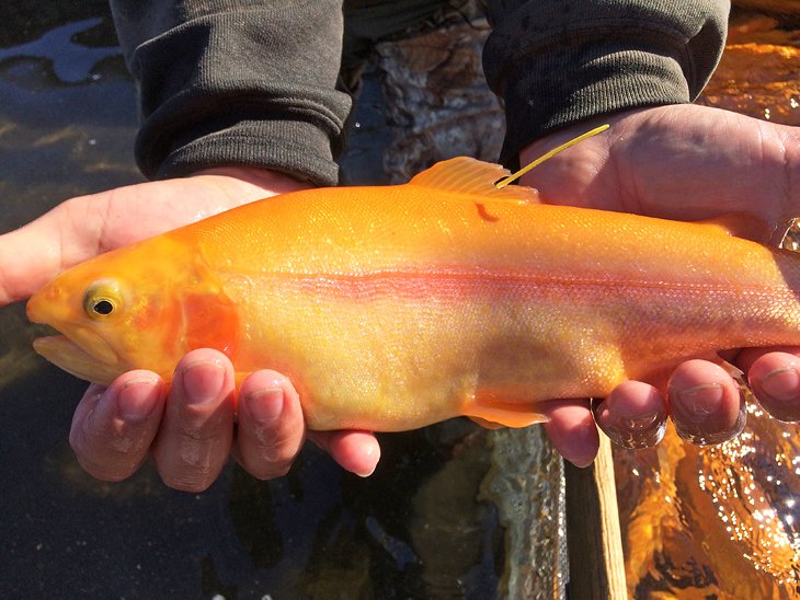 Golden rainbow trout