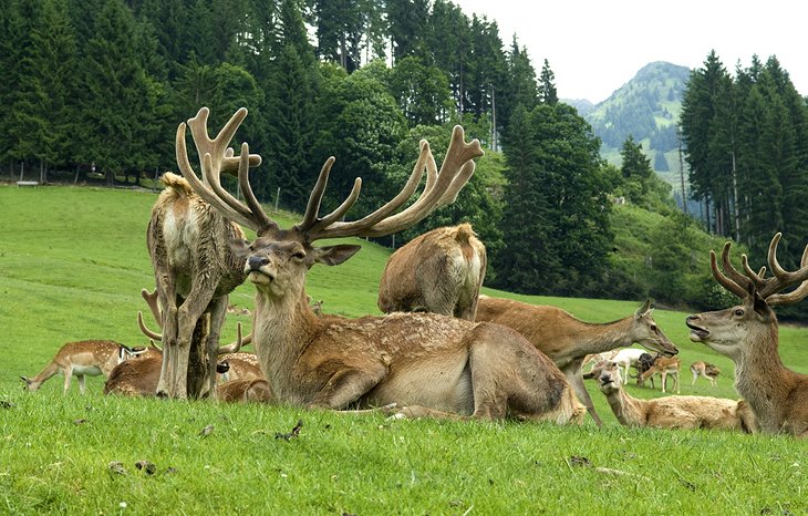 Wildpark Aurach