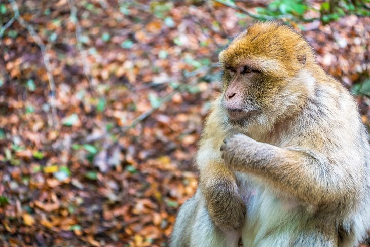 Japanese macaque at Monkey Mountain