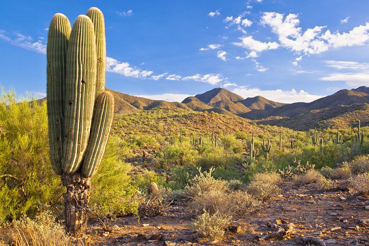 The desert near Scottsdale