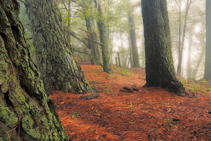 Quiet woods of Tilden Regional Park