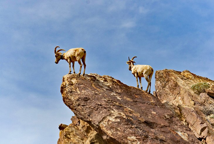 Bighorn sheep in Anza-Borrego Desert State Park