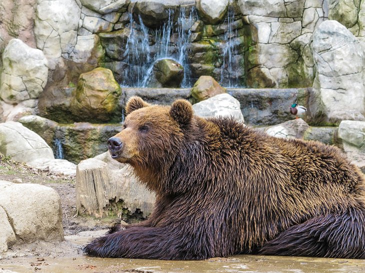 Un grizzly au zoo de Brno