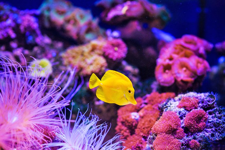 Hurghada Aquarium
