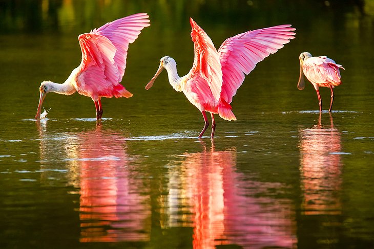 Roseate spoonbills, Fort Myers