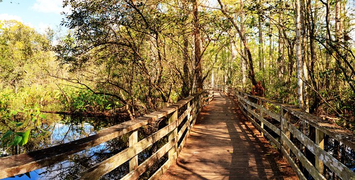 Boardwalk at Corkscrew Swamp Sanctuary